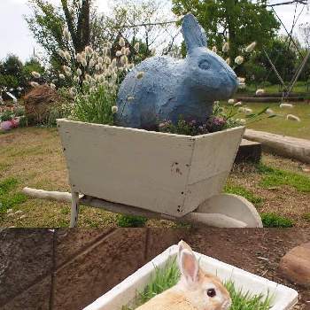 平塚花菜ガーデンの画像 by おはなばしさん | お出かけ先と平塚花菜ガーデンとデジャヴと既視感とイースターとウサギ