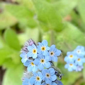 大切な花友さんへの画像 by ユキさん | ノハラムラサキと花に支えられてと愛をあなたに。。。と変わらぬ愛と花に託してと大切な花友さんへと花のある暮らしと青い花マニア