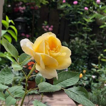 今朝の庭の画像 by ぽぬさん | 小さな庭と春の庭とこんな時こそ花をとミニ薔薇 コルダーナと今朝の庭と花のある暮らし