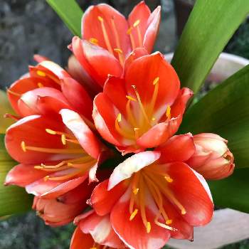 我が家の画像 by mokoさん | クンシランとスマホ撮影とオレンジ色の花と風薫る五月と癒しと感謝と我が家と祈りとありがとうと綺麗と令和4年とオレンジ色と可愛いと花のある暮らしとかわいいとiPhone撮影