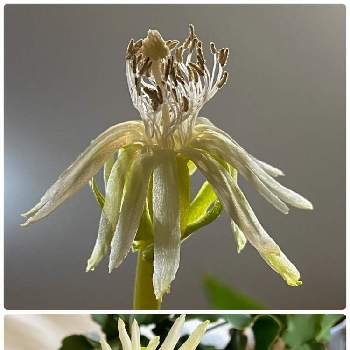 一夜限りの花の投稿画像一覧 Greensnap グリーンスナップ