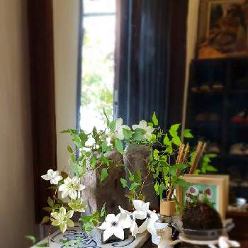 家が好きの画像 by みっこみっこ #観葉植物さん | 玄関と クレマチスとクレマチス♬とクレマチス・白万重と家が好きとクレマチス大好き♪