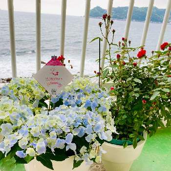 コマツガーデンの画像 by りら❀さん | お出かけ先とマザーズデイとラグランジア クリスタルヴェールと薔薇♡とお花を楽しむとPWとコマツガーデンとGSに感謝。と暮らしに花をとバラを楽しむ