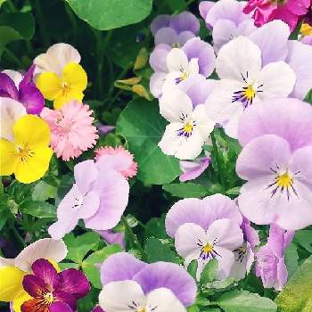 八重咲きストックの画像 by シマちゃんさん | 広い庭とビオラと八重咲きストックと仕事先とGSのつながりに感謝と世界に平和を