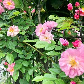 コーネリアの画像 by YUKARINさん | 小さな庭とつるバラ コーネリアとガーデンフェンスとピンクの薔薇とコーネリアと春の庭とつるバラと3年目と薔薇のある暮らし♡とおうち園芸と薔薇♪