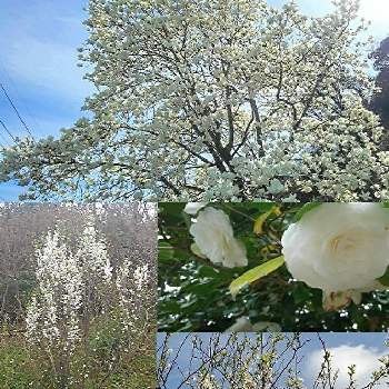 山茶花の画像 by citronさん | ドウダンツツジと山茶花とモクレンと春のお花と観葉植物と森林と野草と山野草と公園と田んぼ道と野原と白い花