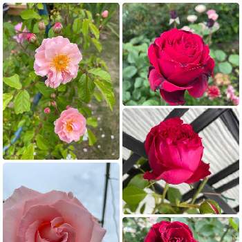 ロココの画像 by ラックスさん | 広い庭とハイカラとルージュピエールドゥロンサールとロココとつるバラ コーネリアとドンファンと鮮やかな薔薇と薔薇のある家