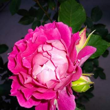 シェエラザード＊の画像 by こっちゃんさん | 小さな庭とシェエラザードと花を増やそうとシェエラザード＊と薔薇を愛すると鉢植えとだいすきな薔薇