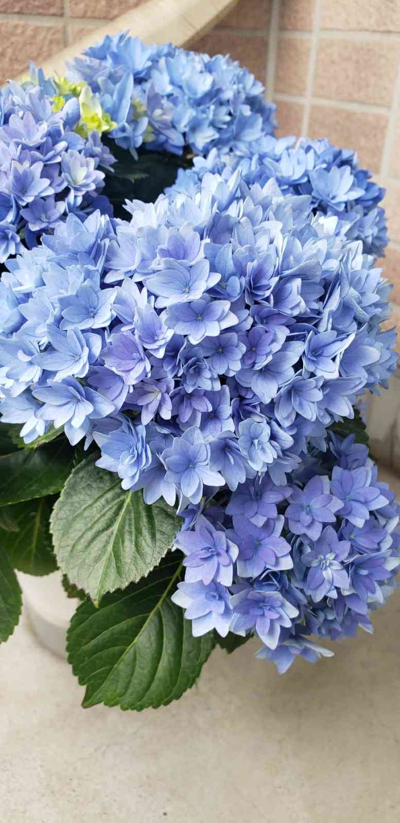 アジサイ 星あつめ 紫陽花｜Yahoo!フリマ（旧PayPayフリマ）