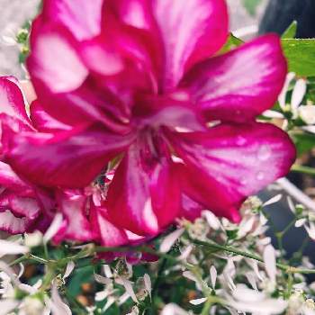 アイビーゼラニウム♡の画像 by sさん | 小さな庭とアイビーゼラニウムとユーフォルビア・ダイヤモンドフロストとアイビーゼラニウム♡とピンクの花と花のある生活とピンク❤︎ピンクとナチュラルガーデンとおうち園芸と白いお花とナチュラルスタイルと花のある暮らしとユーフォルビアと花が好きと宿根・多年草と庭の宿根草と寄せ植え