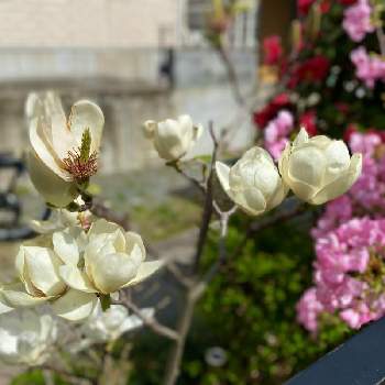 満開♪の画像 by Kay_Tama-gsk さん | アプローチと白木蓮と八重寒緋桜と春のお花とピンクの花と満開♪とピンク色と和花と日本の春と桜フォトコン2022と純白とKays_gardenと白い花