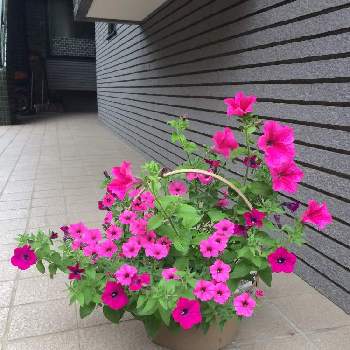 ピンク系の画像 by Lさん | 小さな庭とピンク系と(✽˘▿˘✽)peko♡と可愛い♥️と鉢植えと花のある暮らし