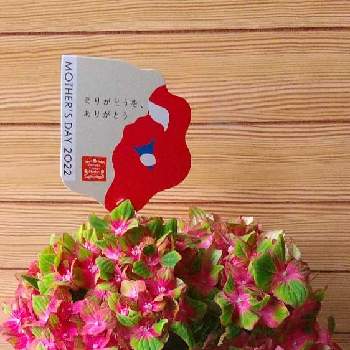 春やねぇ…の画像 by ウニ子さん | 玄関と紫陽花  シュロス バッカーバルトと遅ればせの母の日と色鮮やかと可愛いお花と感謝と春やねぇ…とお花のある暮らしとありがとうと綺麗とspringとおうちフラワー