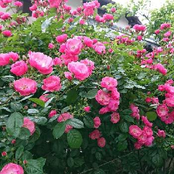 薔薇 アンジェラの画像 by ママリンさん | 小さな庭と薔薇 アンジェラと地植えと平和を願う☆