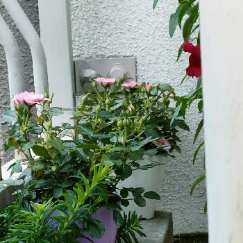 春の草花の画像 by とまとちゃんさん | バルコニー/ベランダとミニバラ　フローランドとお忍びガーデニングとピンクの花とこっそりーズと春の草花とバラ・ミニバラと母の日