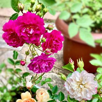ミニバラ・モカの画像 by ひかりさん | ミニバラ・スイートチャリオットとミニバラ・グリーンアイスとミニバラ・モカとばら バラ 薔薇と季節の花とバラ 鉢植えと緑のある暮らしと鉢植えとバラ・ミニバラとバラを楽しむ