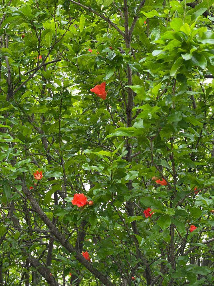 ザクロ(柘榴)』の花を近づいて見るのは初めて👀果実迄どう変化するのか