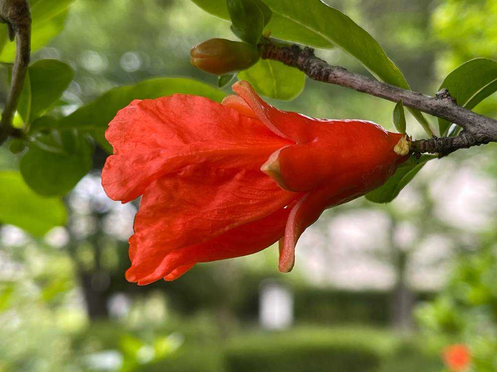 ザクロ(柘榴)』の花を近づいて見るのは初めて👀果実迄どう変化するのか
