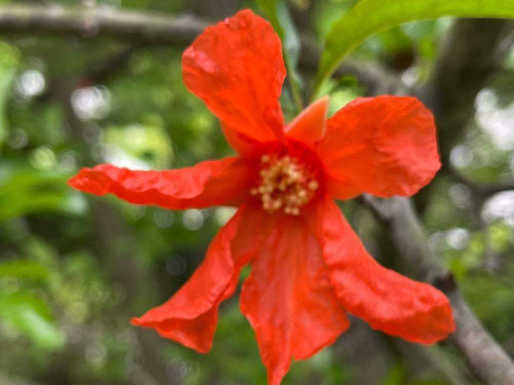 ザクロ(柘榴)』の花を近づいて見るのは初めて👀果実迄どう変化するのか
