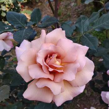 くすみカラーの画像 by メンダコさん | お出かけ先とバラと植物園と見頃とばら バラ 薔薇とくすみカラー