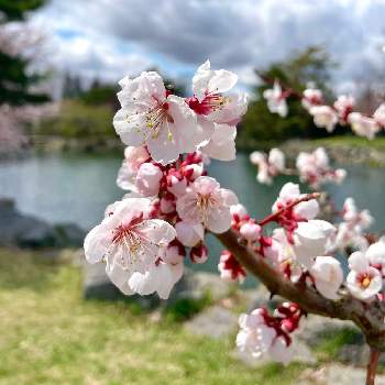 近所の公園の画像 by tomoさん | ウメと春のお花と近所の公園とお写んぽと季節の花とお花のある暮らしと北海道からと自然観察と池のある公園