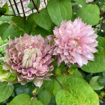 クレマチス春姫の投稿画像一覧 Greensnap グリーンスナップ