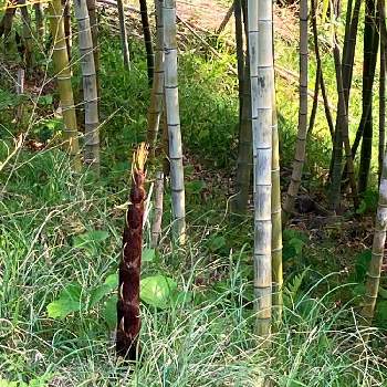 竹の子たちの画像 by 平蔵さん | お出かけ先と近所散歩と竹の子たちとＧＳだヨ！全員集合