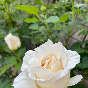大輪の画像 by Angela350さん | 広い庭とホワイト・クリスマスとバラと暮らすといつもありがとう♡とかわいいつぼみといやされる♡と大輪と優しさありがとうと花だいすきとありがとうとつぼみがたくさんと薔薇 ほほえみと笑顔がいちばんと花のある暮らしと白い花と微笑み