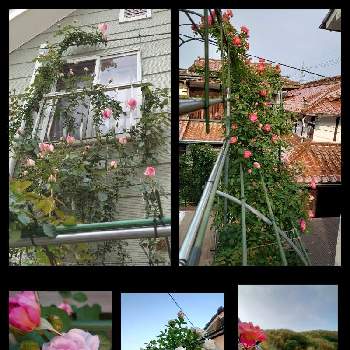 幸せな日の画像 by 天空のバラの五線譜さん | 小さな庭と幸せな日と立体的な庭造りとおうち園芸とアーチ・トンネルとイングリッシュガーデンと花のある暮らしとバラ・ミニバラと花色癒し