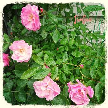 サマースノーの画像 by 純々さん | 小さな庭とサマースノーとピンクサマースノーと薔薇♡とばら バラ 薔薇と花壇とつるバラと地植え