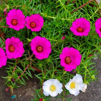 四季の花の画像 by gtyさん | アプローチと大輪マツバボタンと観葉植物と亜熱帯・熱帯植物とSDGsと沖縄とガーデニングと四季の花