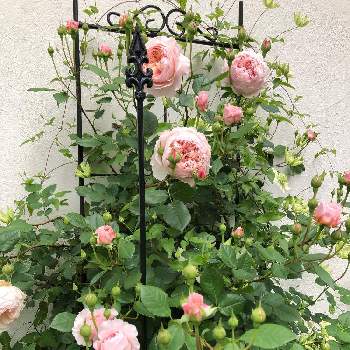 バラ ウィリアムモーリスの画像 by sakuさん | 小さな庭とバラ ウィリアムモーリスとウィリアム・モリスとイングリッシュ・ローズとバラ 鉢植えとおきにいり ♡