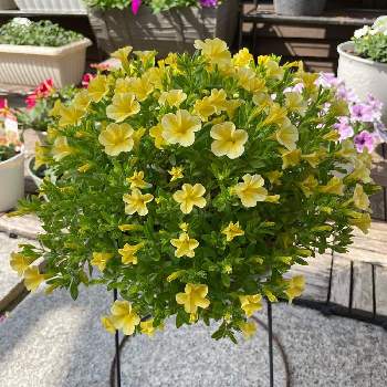 ナフコの投稿画像一覧 Greensnap グリーンスナップ