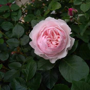 クリスティアーナ　バラの画像 by まにこさん | 小さな庭とばら バラ 薔薇とバラ大好きとクリスティアーナ　バラとバラのある暮らしとガーデニングとバラを楽しむ