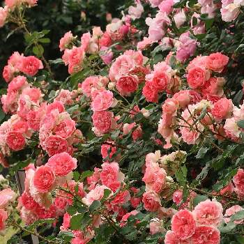 朝の散歩の画像 by サワーポメロさん | ばら バラ 薔薇と近くの公園と薔薇　るると素敵な庭に✨と皆様に感謝と朝の散歩と花のある暮らし