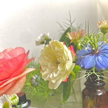 ❇︎ラナンキュラスの画像 by かぶとさん | キッチンと庭の花とムーミンの日とニゲラの花と源平小菊と❇︎ラナンキュラスとミニバラ グリーンアイスとエリゲロン！とｶﾌﾞﾄｽﾞﾑｰﾐﾝ