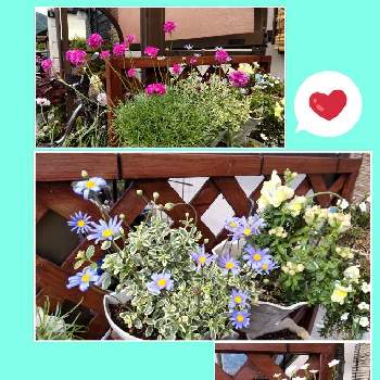 ちいさな花の画像 by はねこさん | 車庫と胸キュンとちいさな花と花のある生活を楽しむと可愛い❤と大切にお世話します(๑˃̵ᴗ˂̵)وとピンクのお花と今年もありがとうとブルーの花と可愛いらしいお花と種から育てた子としろいはな