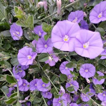 青紫の花の画像 by けるみんさん | お出かけ先ともりもりと青紫の花