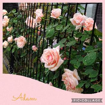 美しい薔薇の画像 by はっぴーさん | 小さな庭とばら バラ 薔薇とガーデニング大好きとバラ アダムとバラ大好きときれいなお花と美しい薔薇とかわいい