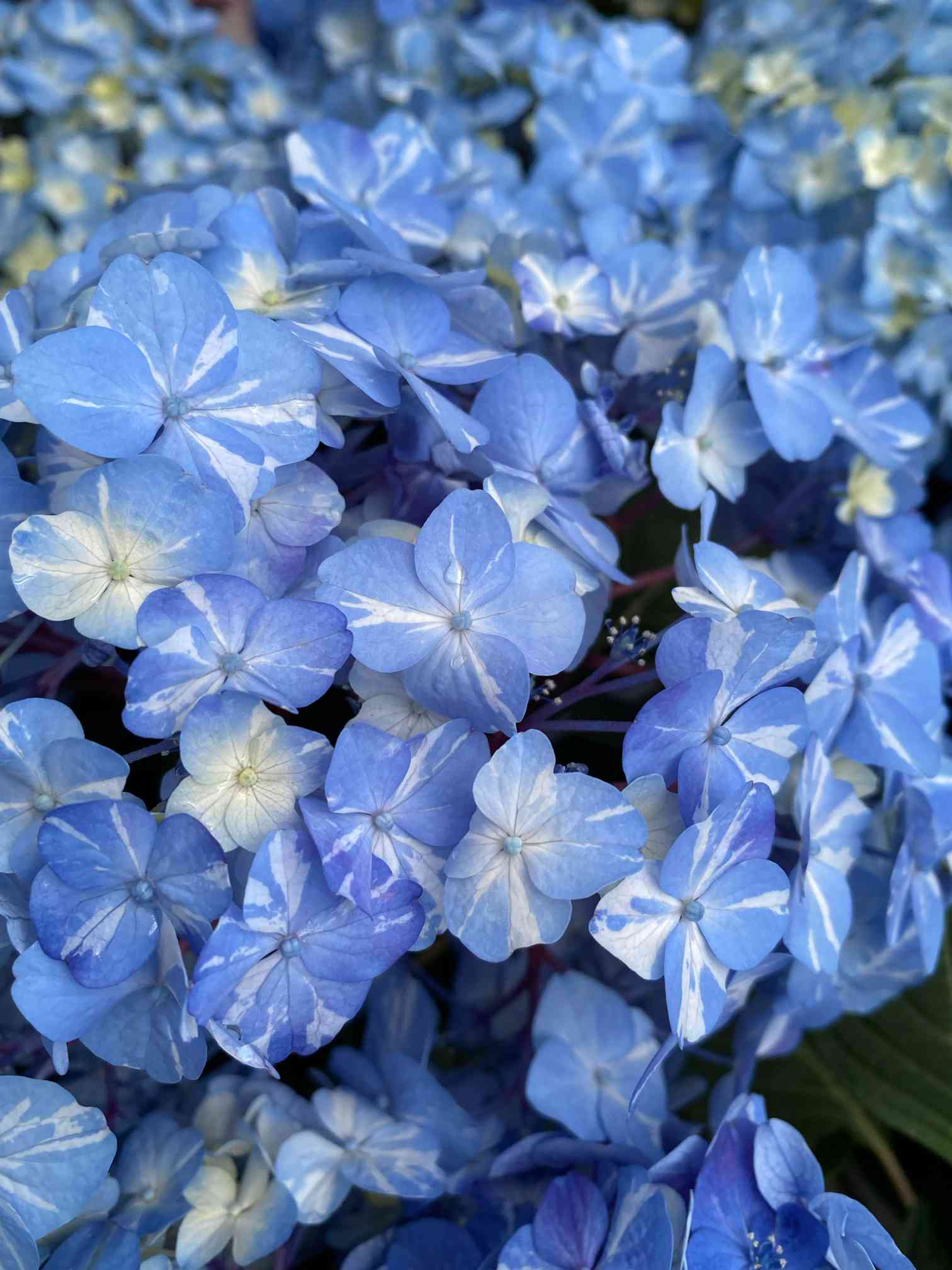 紫陽花様 リクエスト 2点 まとめ商品 お出かけ先の投稿画像 by さいたまさん｜紫陽花が好き♡と近所のHCと