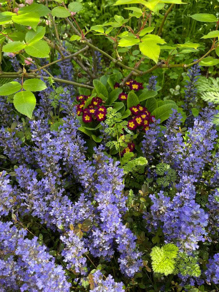 アジュガ プリムラ ジュリアン Greensnap グリーンスナップ