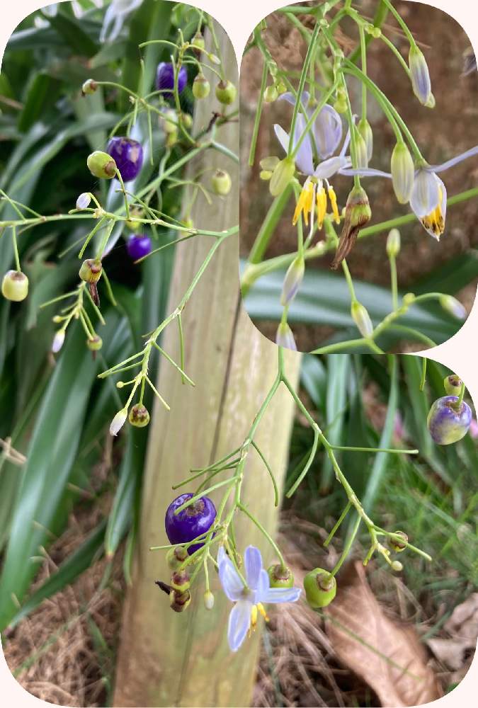 お出かけ先の投稿画像 By ちゅら34さん 南国植物とキキョウラン と沖縄と紫の実とお散歩と紫の花と南国植物とキキョウラン と沖縄と紫の実とお散歩と紫の 花 22月5月9日 Greensnap グリーンスナップ Greensnap グリーンスナップ