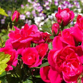 ちっちゃなお花の画像 by るちかさん | 小さな庭とミニバラ ストロベリージャムとミニバラとピンク❤︎ピンクとおうち園芸と小さな小さな庭と花のある暮らしとバラ・ミニバラとちっちゃなお花と庭の宿根草とばら バラ 薔薇