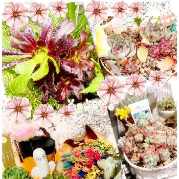 多肉植物,桃太郎☆,ドライフラワー,ビックバン,ドナさんに感謝の画像
