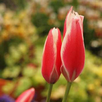 今日のチューリップの画像 by たまちゃんさん | チューリップと今日のチューリップと花の15年組と原種系チューリップとガーデニングと花のある暮らしと球根植物