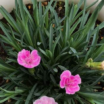 サントリー ミーテ☆さくらピンクの画像 by そそさん | ミーテ　さくらピンクと鉢植えと花のある暮らしと植物のある暮らしとサントリー ミーテ☆さくらピンク