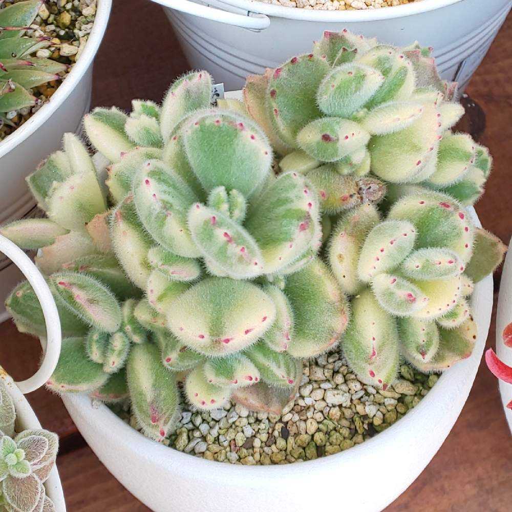 375 熊童子錦(白斑)の生長記録 2022.06.05更新｜🍀GreenSnap（グリーン