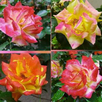 色違いの画像 by ゆんさん | バラと花のある暮らしと色違いと三年目と２０２０年５月同期