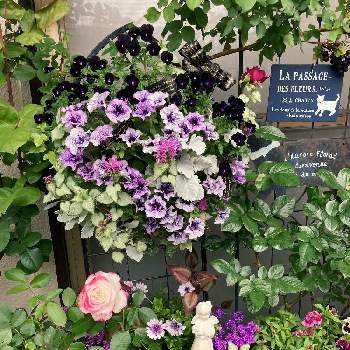 癒しを求めての画像 by White Roseさん | 小さな庭と花時間と癒しを求めてとビオラ・パンジーと南側の庭と寄植えと赤紫色の花と青・紫系と花のある暮らしと薔薇♪とハンギング・バスケットと鉢栽培