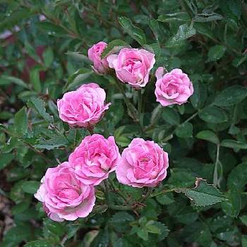 食べられた〜の画像 by •✴•❃　優雨　❃•✴•さん | 小さな庭とばら バラ 薔薇とピンク！ピンク！ピンク！とピンクの花と食べられた〜とかわいいとバラ・ミニバラと小花好きと演ていぃ〜ぶぅ♫